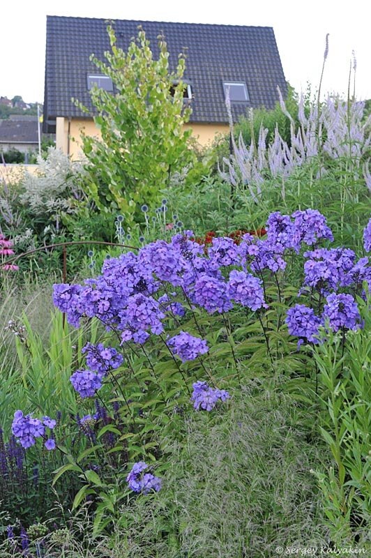 Флокс Blue Paradise в моем саду
