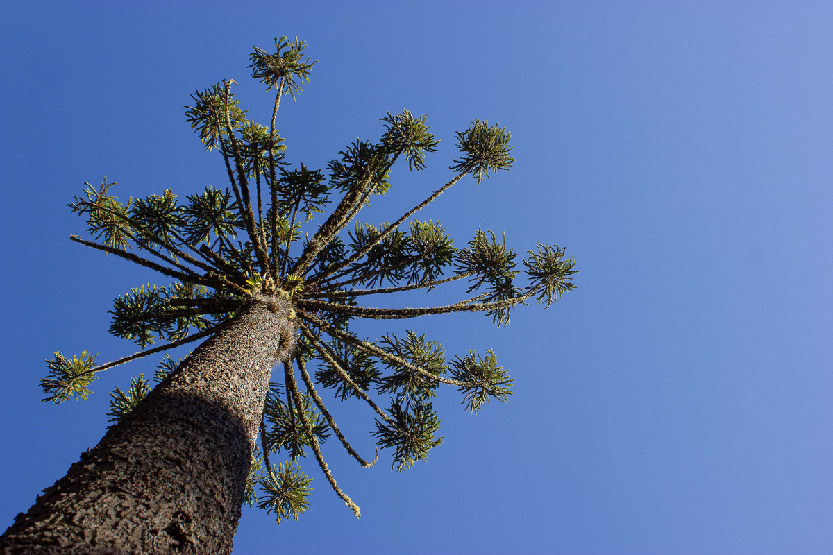 Араукария в природе. Источник: https://clck.su/GtZXD