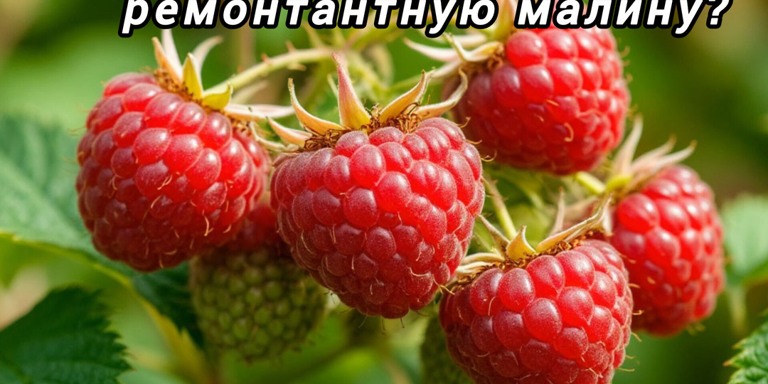Как правильно обрезать ремонтантную малину