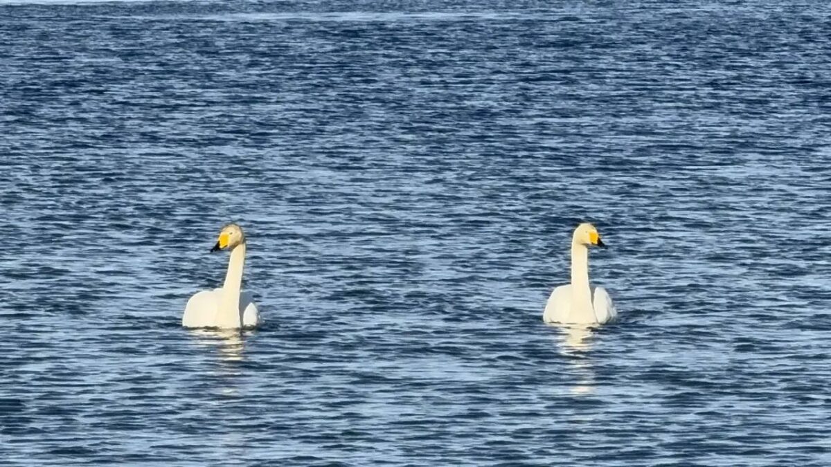 Первые лебеди прилетели в Невельск: на юге Сахалина началась весна / фото: Наталья Краснова