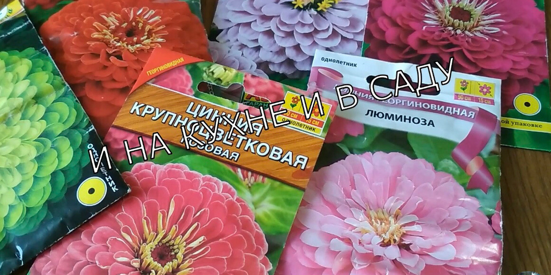 Цинния - однолетник, сеем на рассаду. Секреты выращивания циннии.