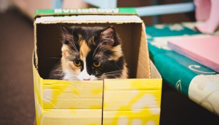    Кошки и коробки. В чем секрет любви? Фото: по лицензии CC0 Pxhere.com