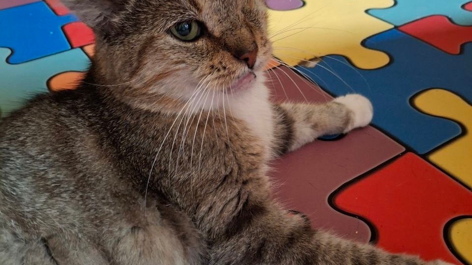 😽КОТ КОРЖИК ВЫЖИЛ И ЖДЁТ СВОЕГО ЧЕЛОВЕКА💕