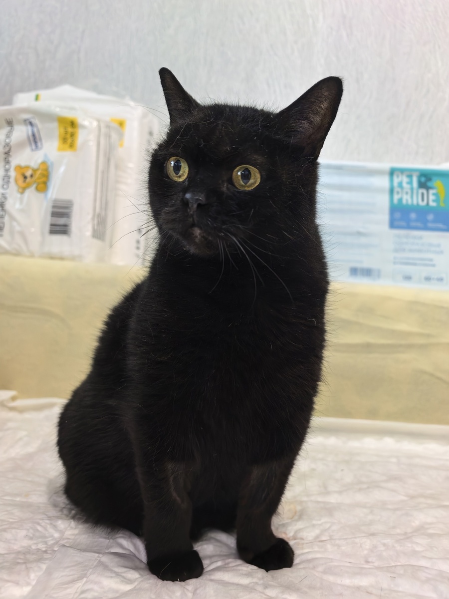 Разве Сэр хуже?