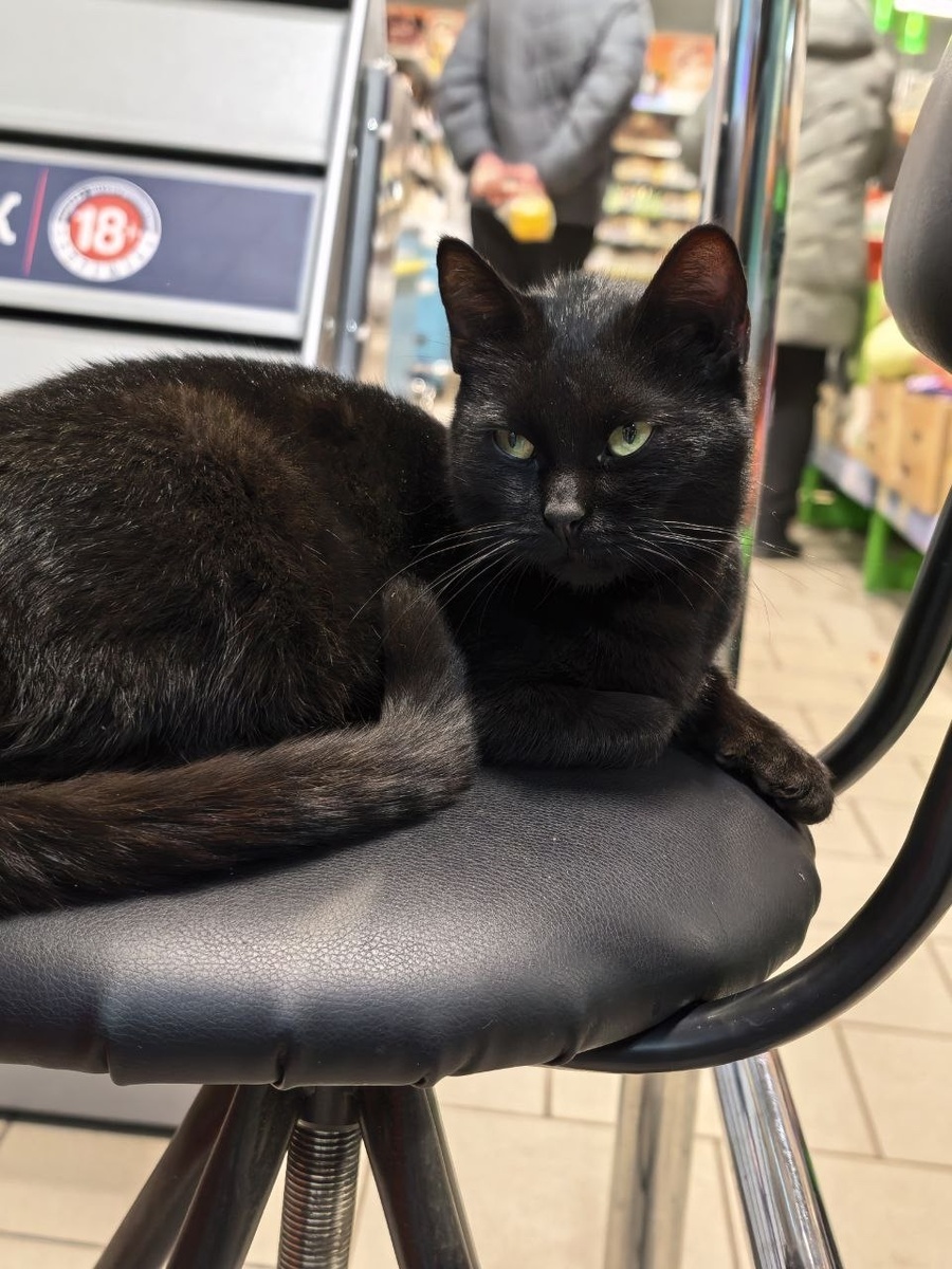 Или изящная Багира не хороша?