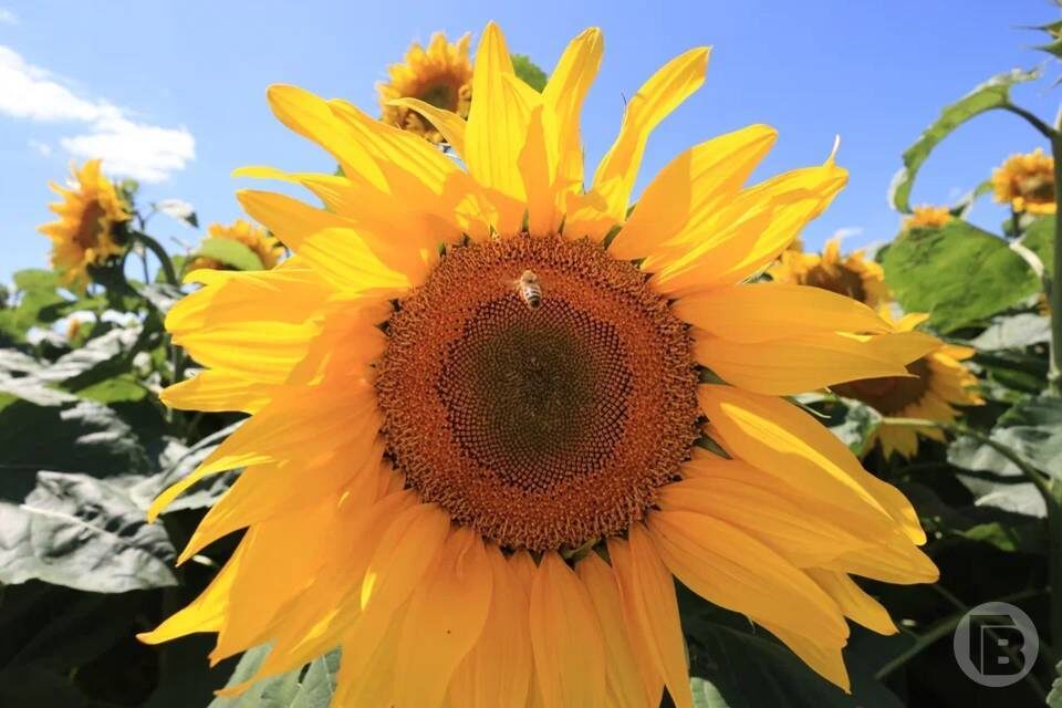    Фото: Дмитрий Рогулин / "Городские вести"