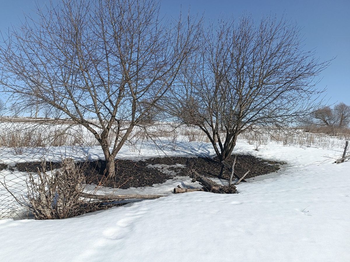 Мой "сад" 😄