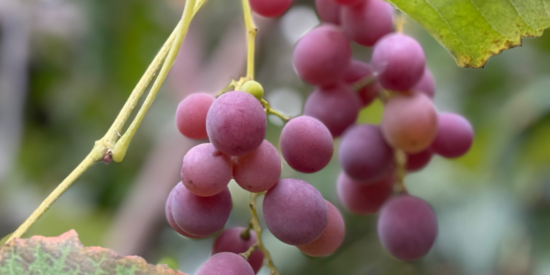 Молиниоз и средства борьбы с ним. Советы агронома