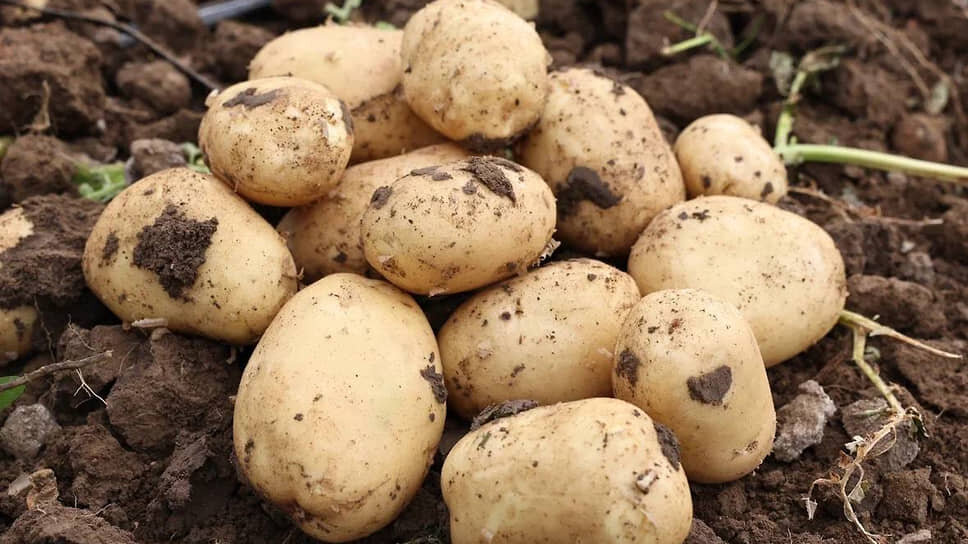 Фото: Пресс-служба Губернатора Астраханской области