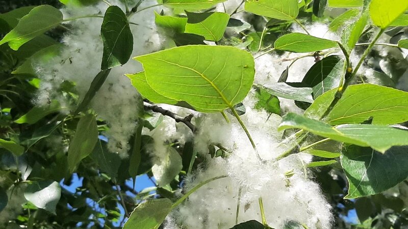     Пух в Барнауле, 2025. altapress.ru