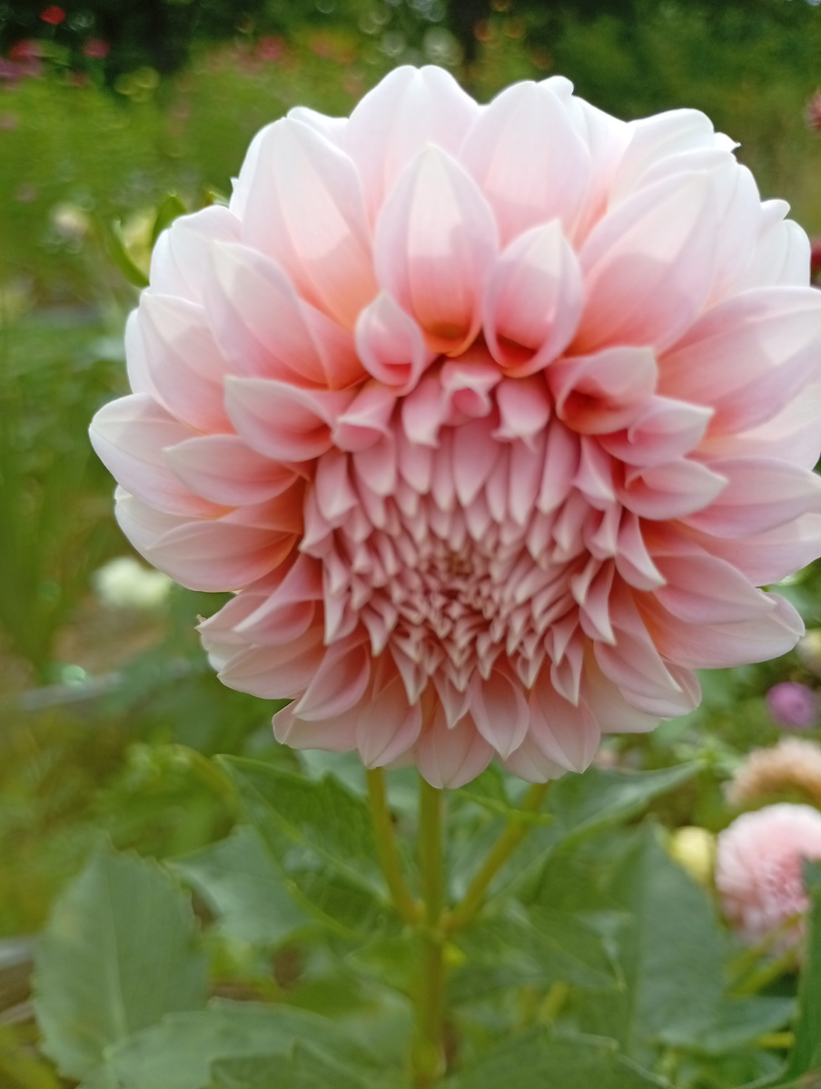 Сорт Piches And Cream