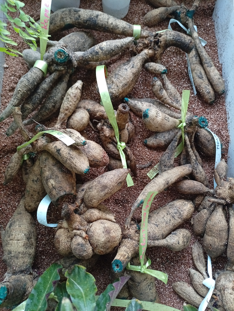 Вот так георгины у меня лежат на проращивании