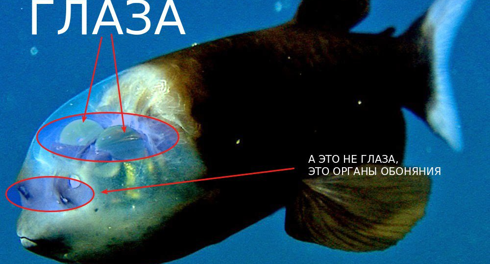 Бочкоглаз: Самые странные глаза. Шары в центре прозрачной головы