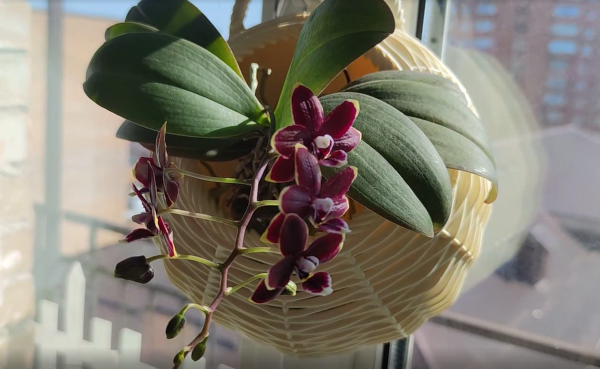 Фаленопсис Тайсуко Кобольд до планового омоложения.