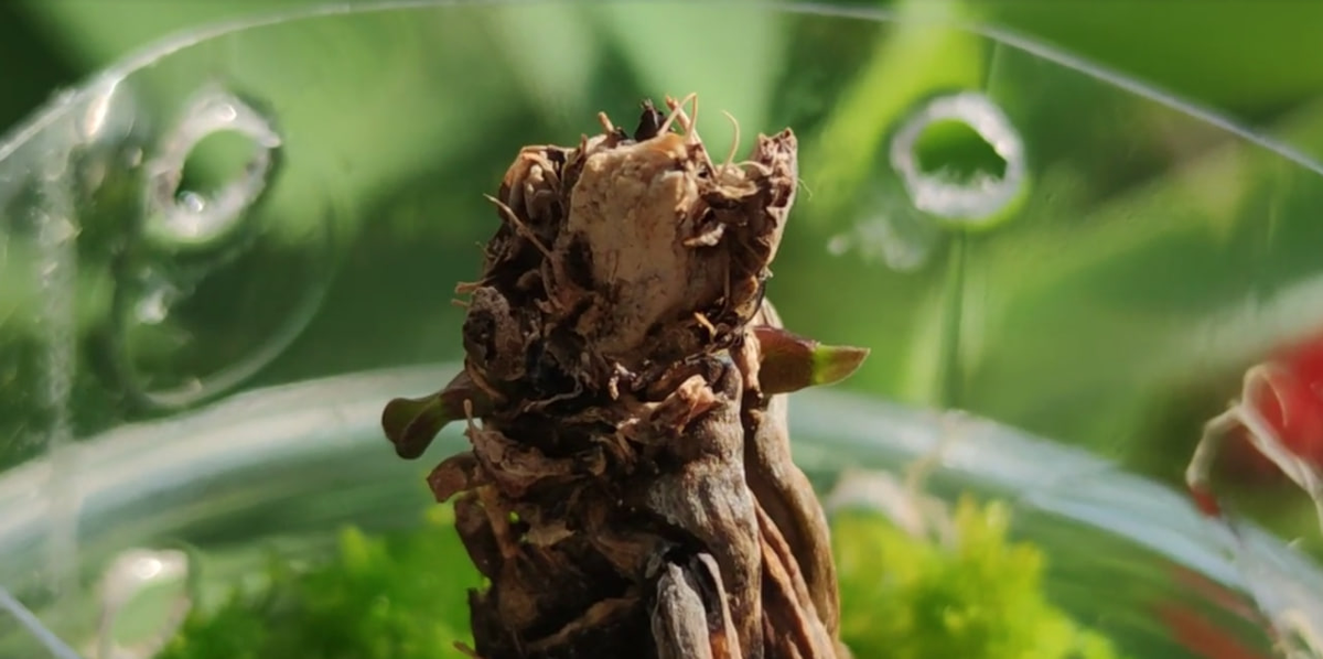 Лето 2024 года. Я обнаружила сразу две детки на пне Тайсуко Кобольд.