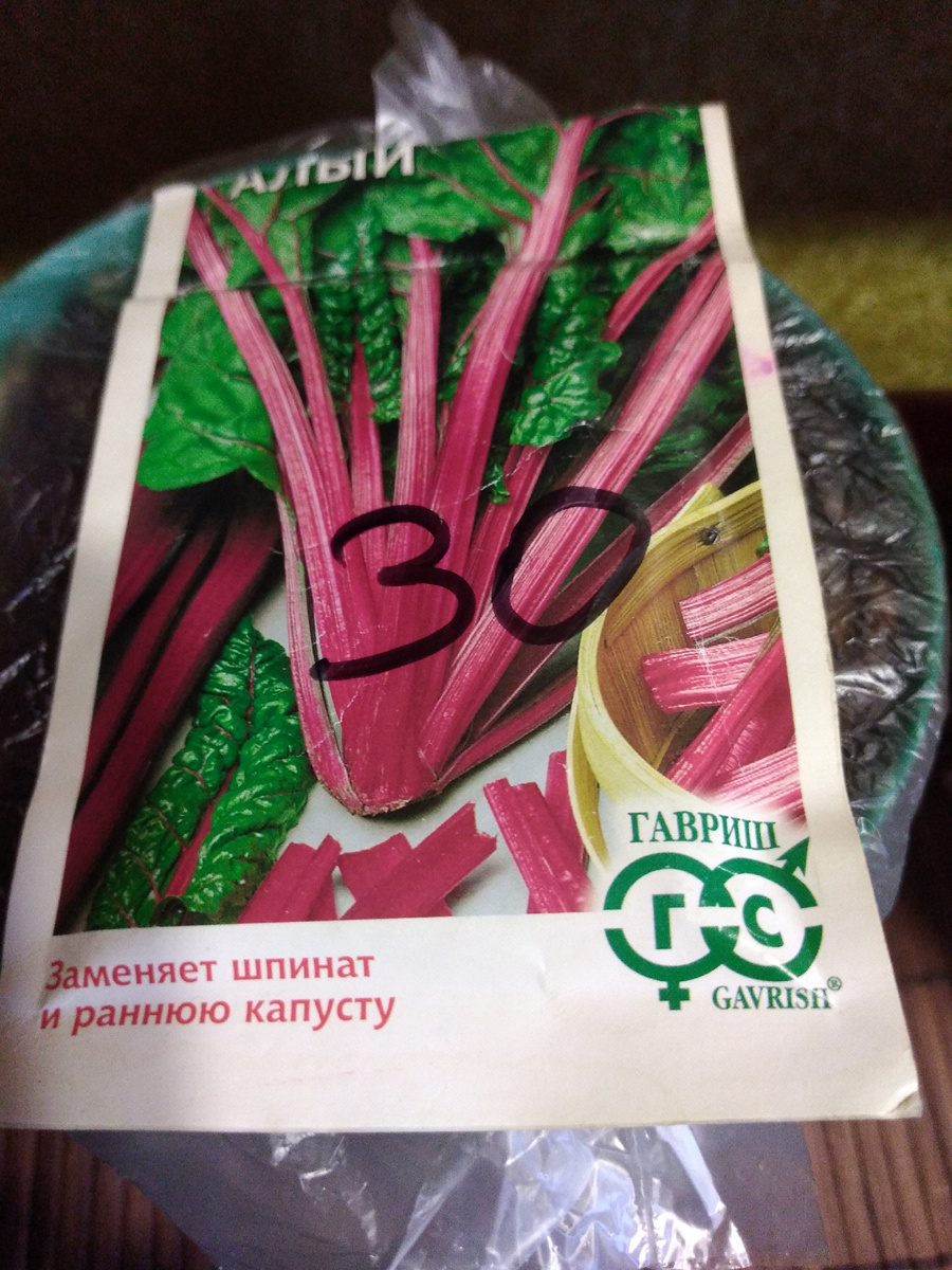 Семена Мангольда 2026 посажены. Фото автора