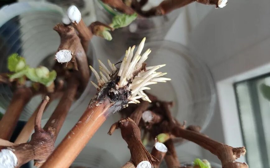 Укореняли, укореняем и укоренять будем. Два самых простых способа укоренить черенок винограда