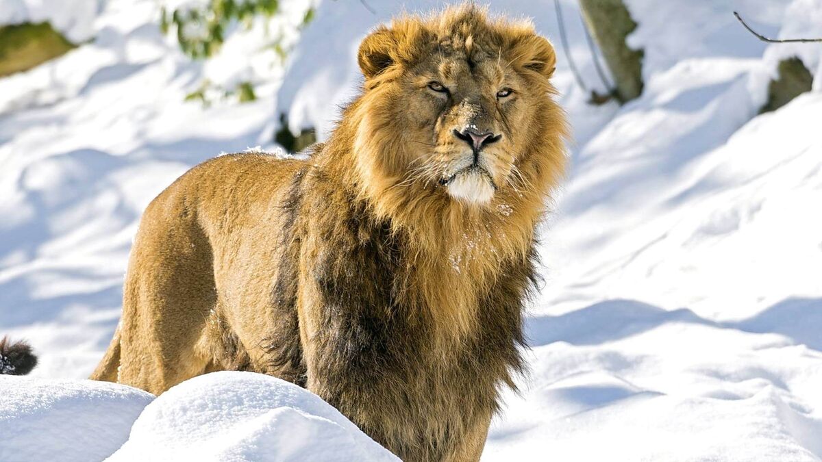 Изображение взято с сайта https://wildfauna.ru/aziatskij-lev