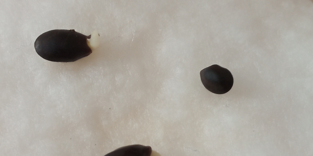 Небольшой отчет по посевам.