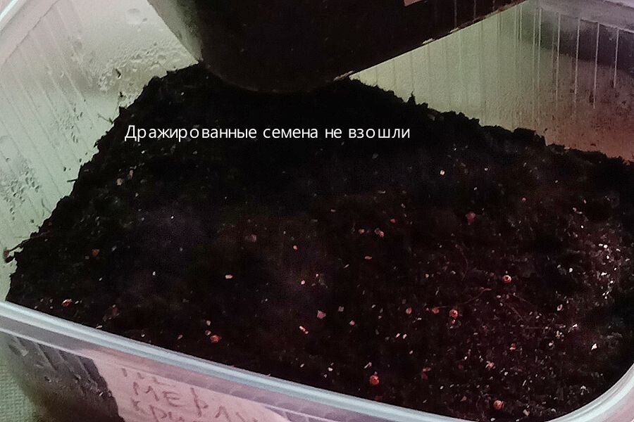 Дражированные семена не взошли, фото автора.