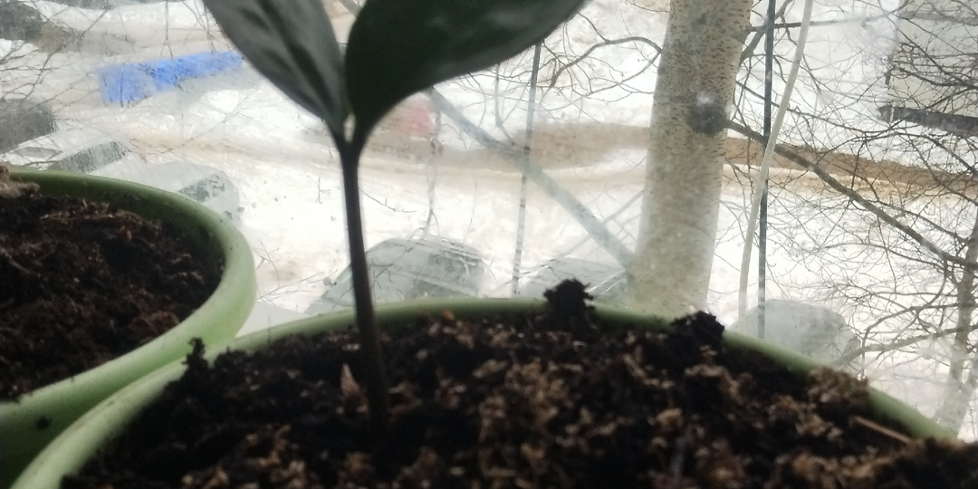 Сижу и работаю. Мысли о переезде и про замиокулькас