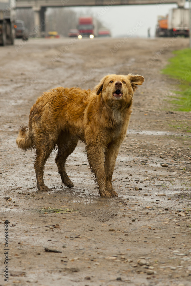 ЯНДЕКС КАРТИНКА