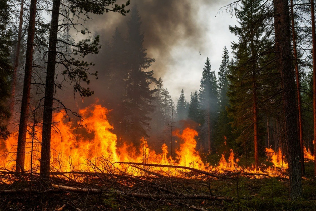    Фото: коллаж RuNews24.ru
