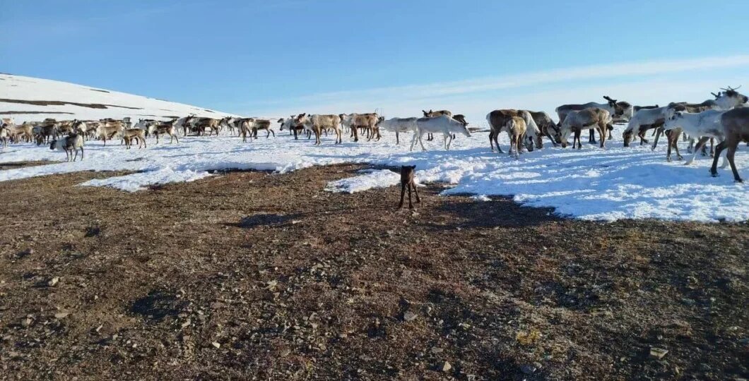 На что надеется оленный люд