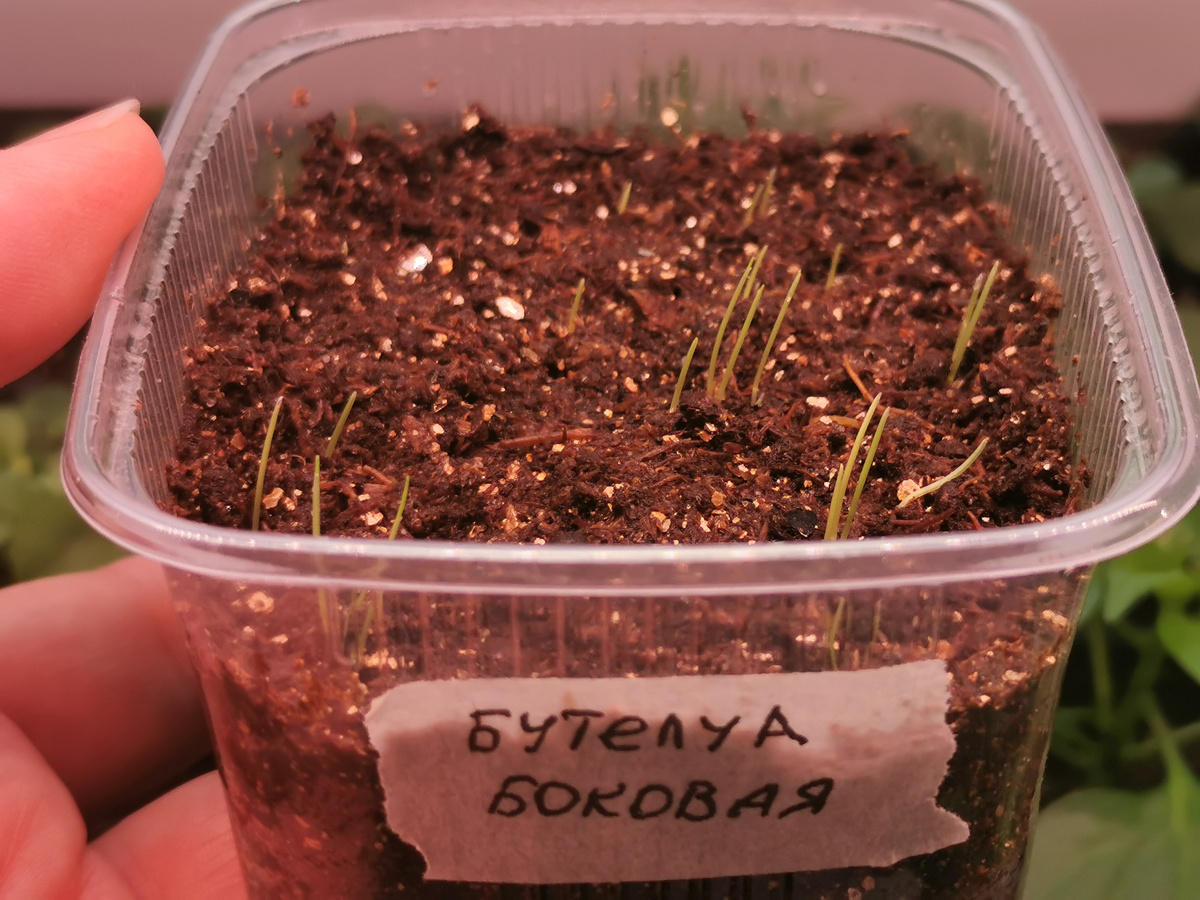 2025 - сезон грунта с вермикулитом