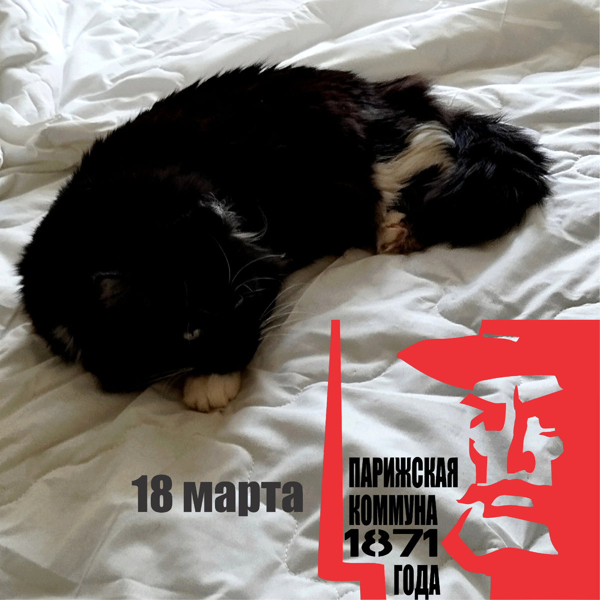 🐾Комментарий Котейки Которого Не Пустили В Евросоюз, потому что он черный: