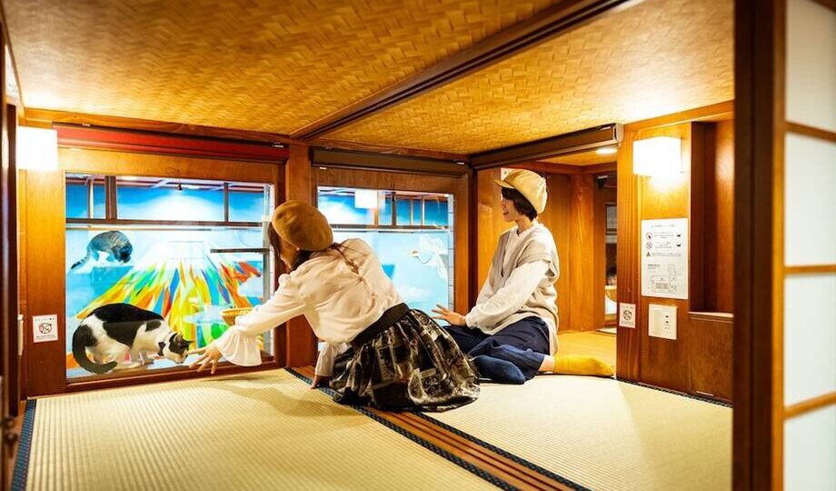 12 кадров из японского отеля, где можно ночевать в компании с кошками
