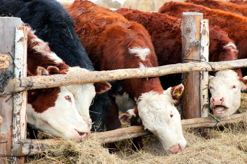    Фото из архива ngt54.ru