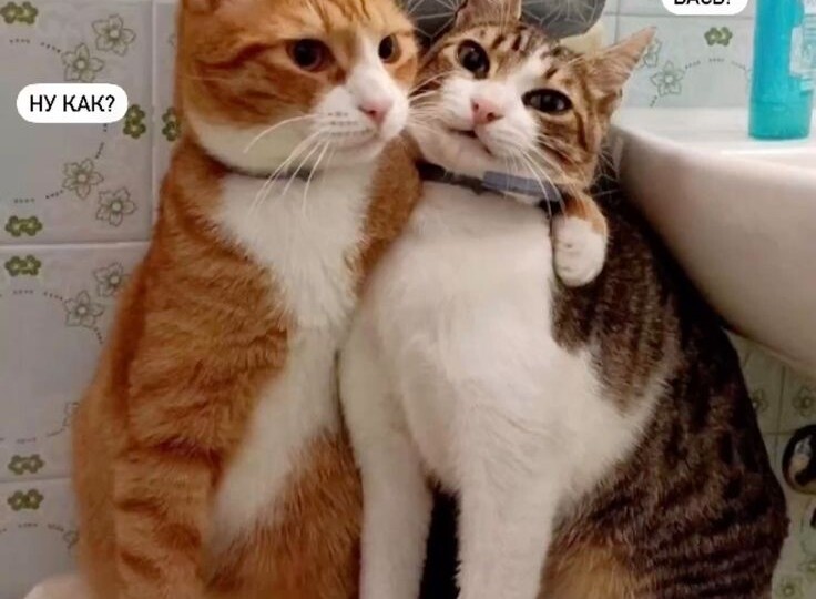 Кото мемы порция позитива