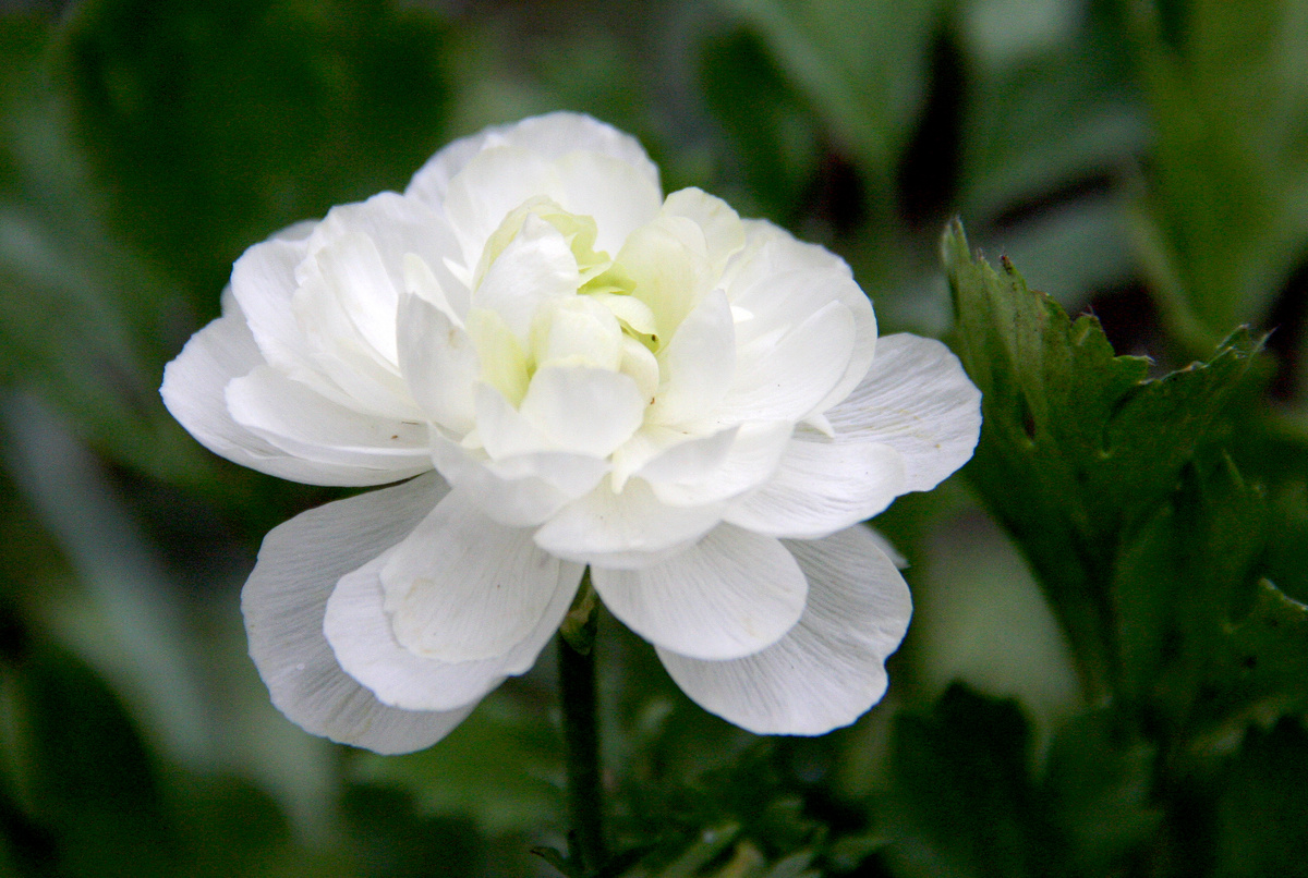 Ранункулюс White