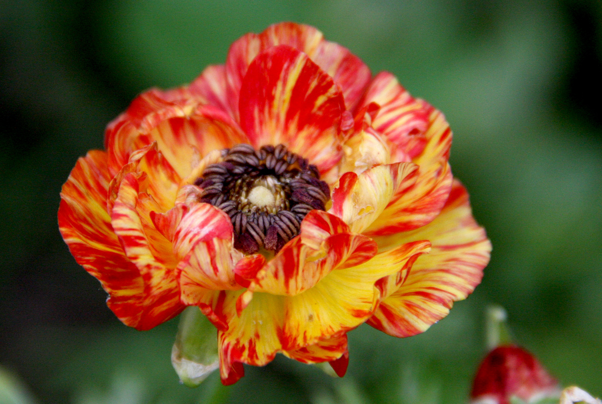 Ранункулюс Picotee