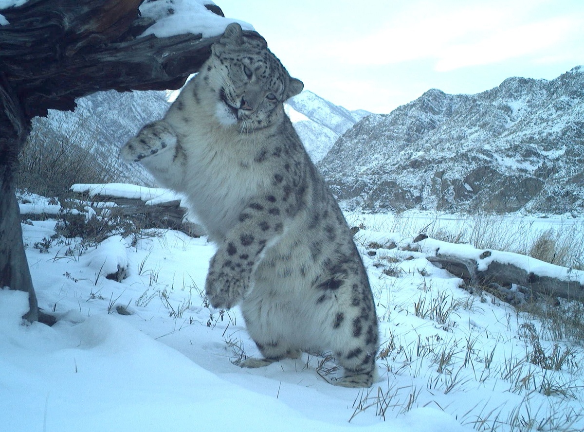     В Саяно-Шушенском заповеднике фотоловушка поймала «поцелуи» снежных барсов