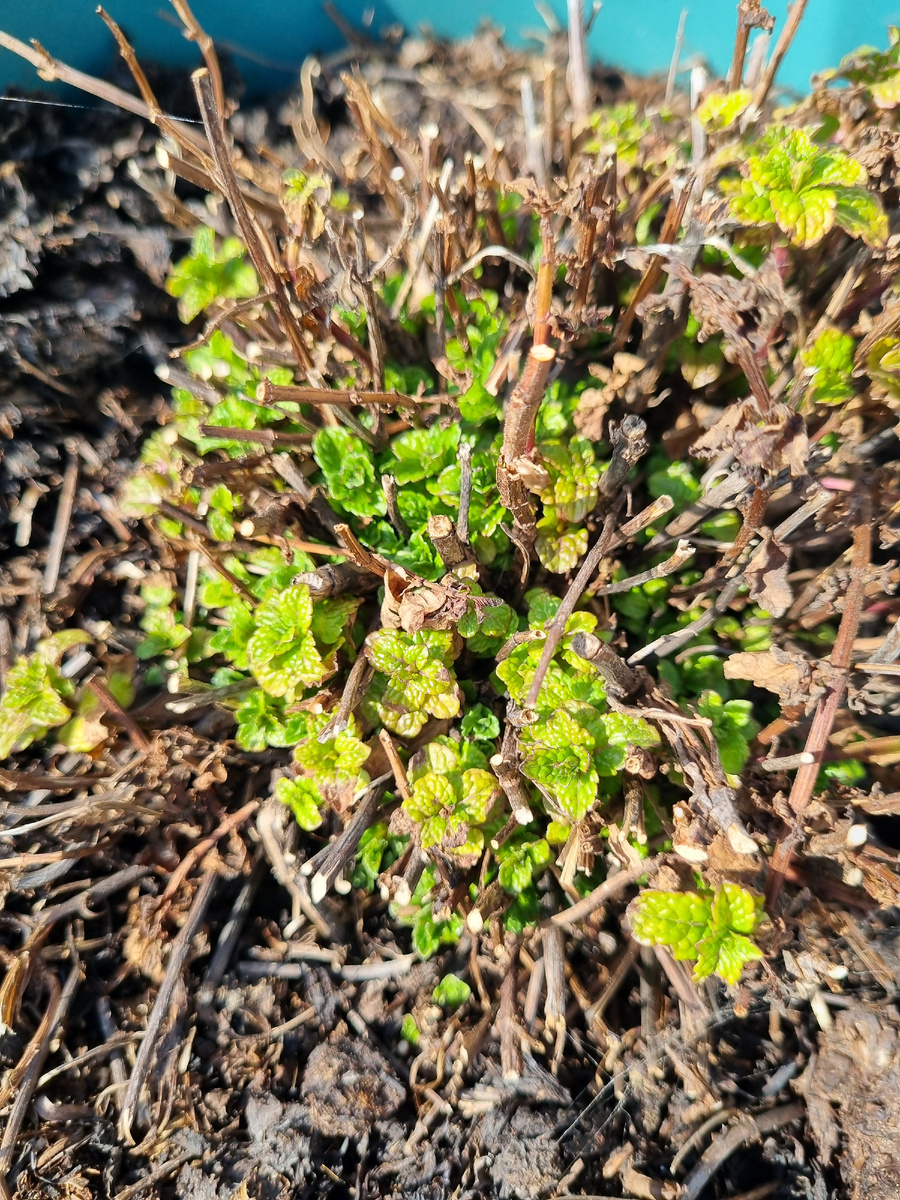 Мята Касабланка, март 2026