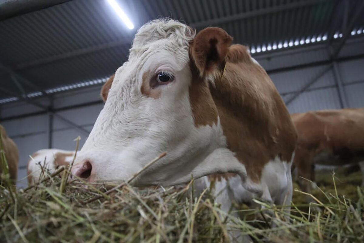 Фото: Известия / Александр Казаков