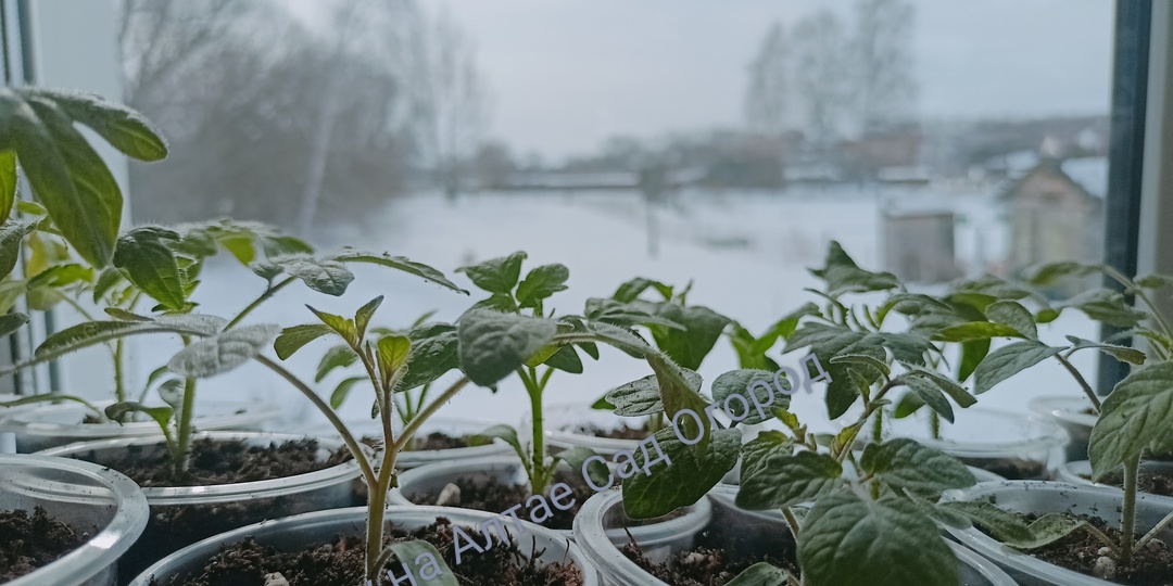 Создаю условия для рассады в доме