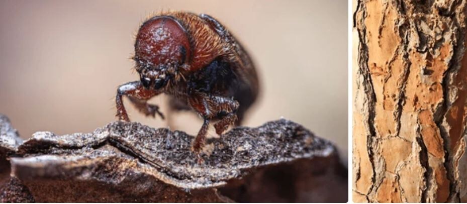 Один из видов жука-короеда,  рядом - поражённое им дерево. Фото из открытых источникоы