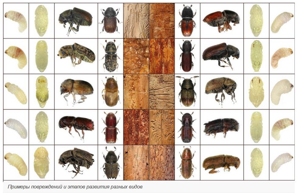 Фото:  https://www.botanichka.ru/encziklopediya-vrediteley/koroedy/?utm_source=Pinterest&utm_medium=organic