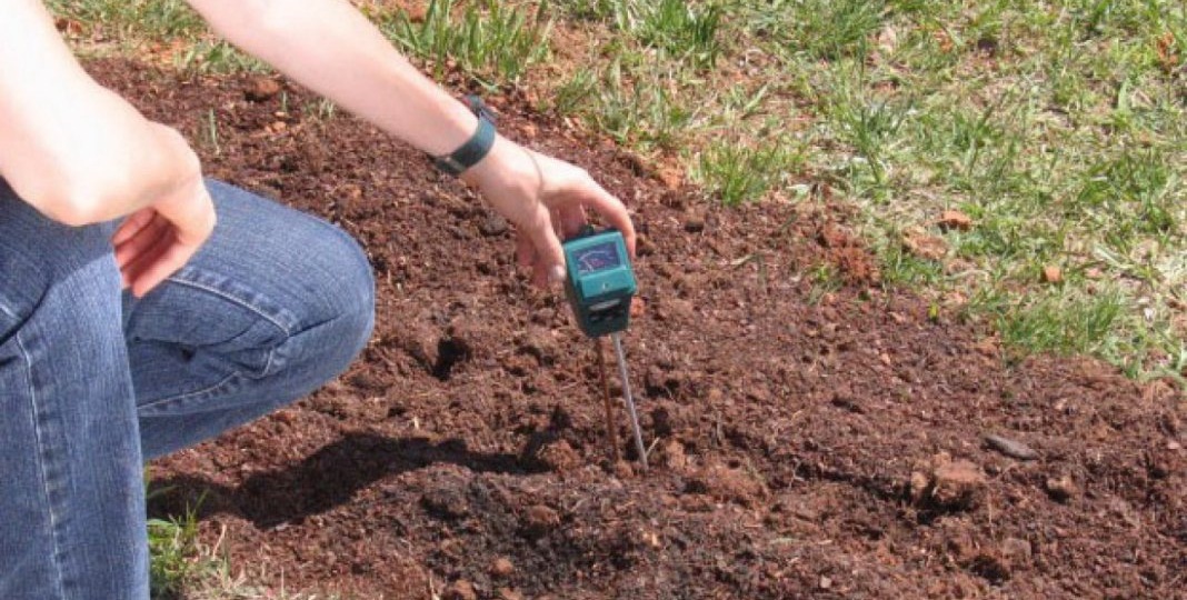 Кислая почва — серьезная проблема для инжира.