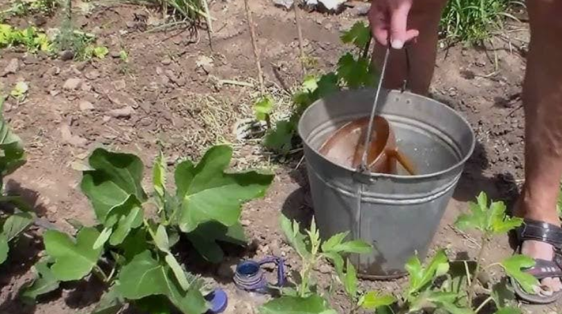 подробная схема подкормки инжира по сезонам.