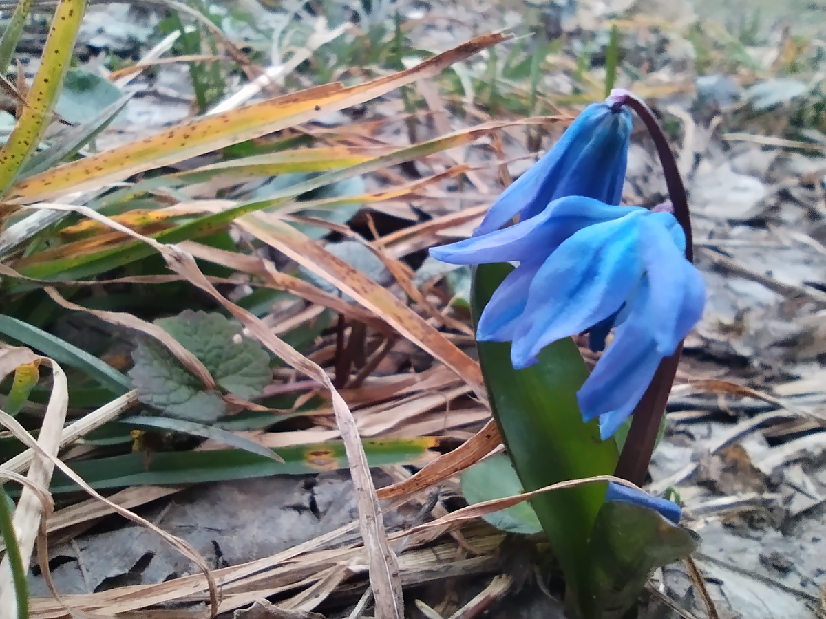 Первые цветочки лесные этого года