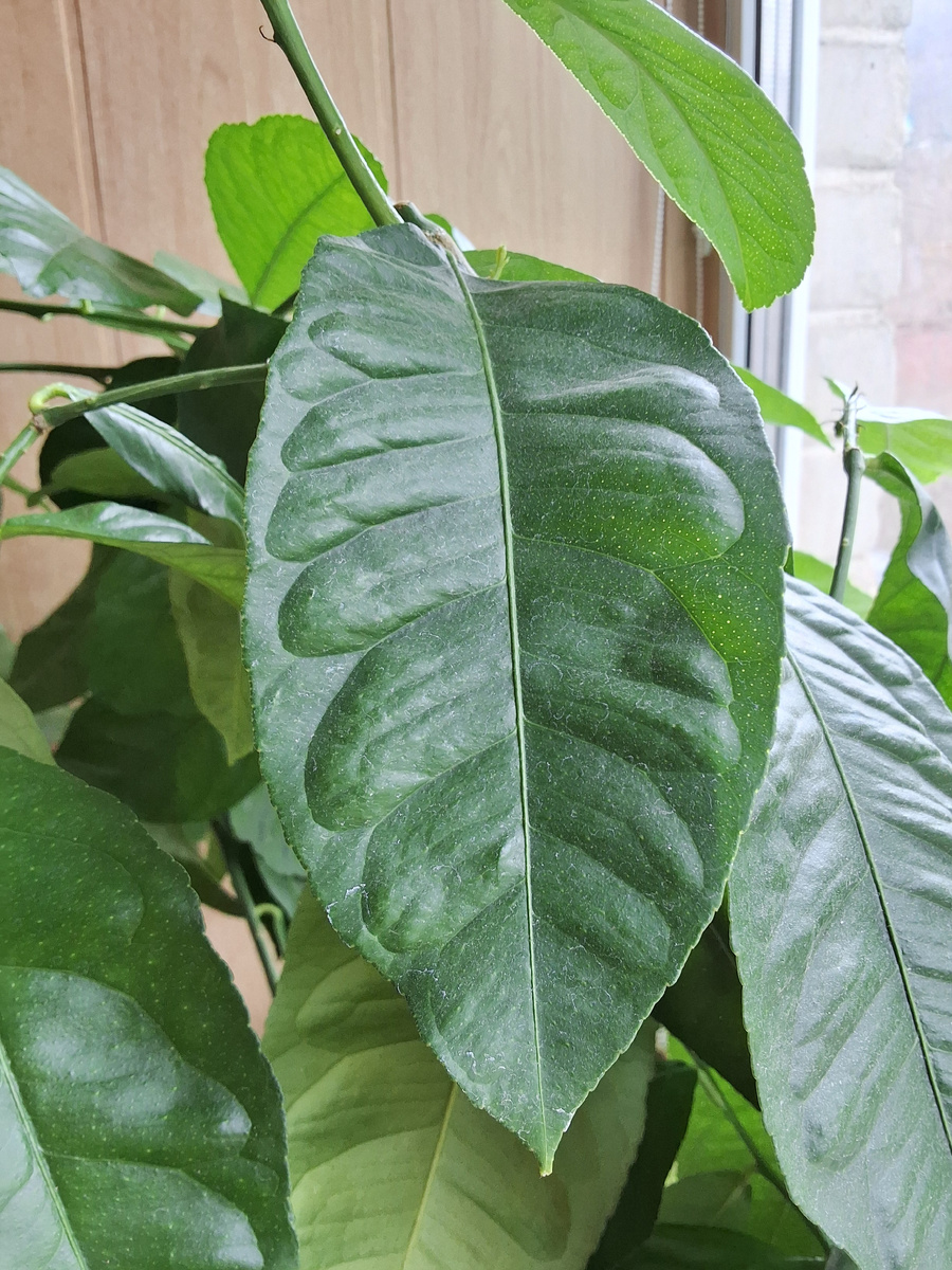 Здоровые листья лимона