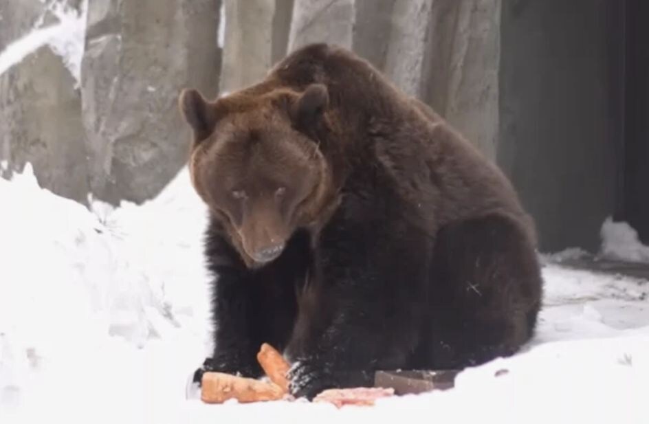 Медведица Валя из Новосибирского зоопарка лакомится морковкой — пополняет запасы витаминов после долгой зимы