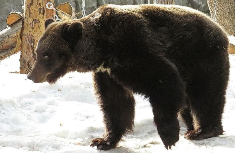 Бурая медведица Валя из Новосибирского зоопарка похудела за зиму | фото А. Новикова