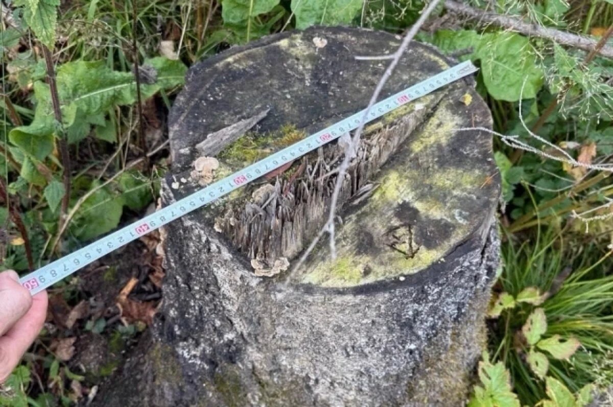    Житель Усть-Ишима спилил 81 дерево бензопилой и попал под суд