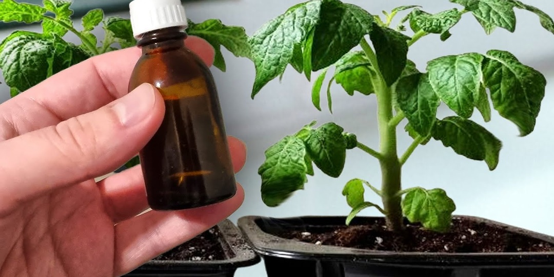 Янтарная кислота -  главный секрет крепкой рассады перца и помидор на окне.