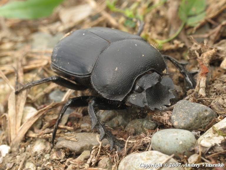 Тот самый символ солнца из египетских гробниц, который теперь может жить у вас дома